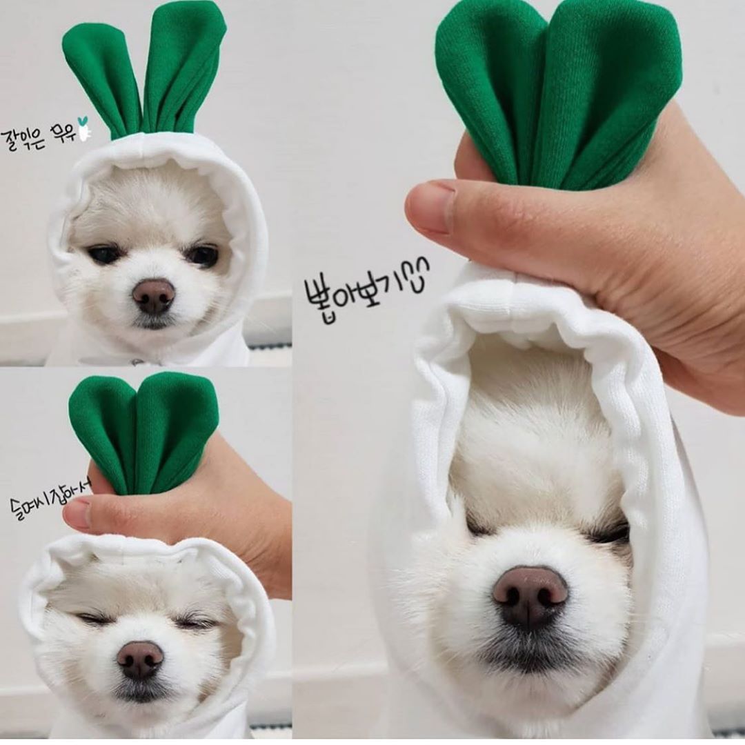 Cute Fruit Hoodie – Warm Winter Clothes for Small Dogs
