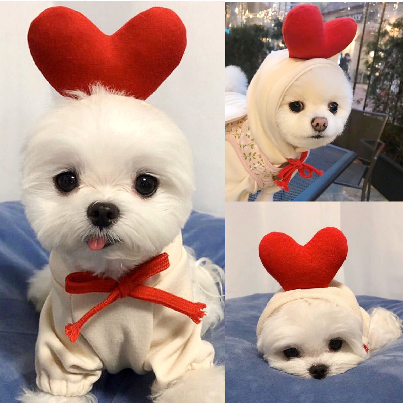 Cute Fruit Hoodie – Warm Winter Clothes for Small Dogs