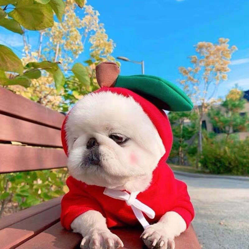 Cute Fruit Hoodie – Warm Winter Clothes for Small Dogs