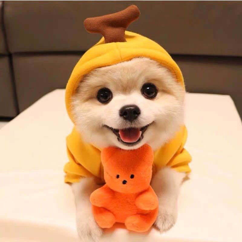 Cute Fruit Hoodie – Warm Winter Clothes for Small Dogs