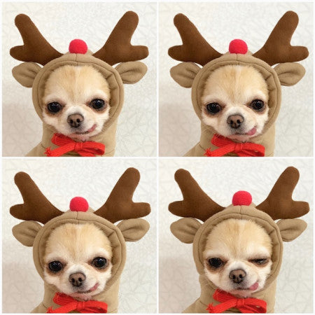 Cute Fruit Hoodie – Warm Winter Clothes for Small Dogs