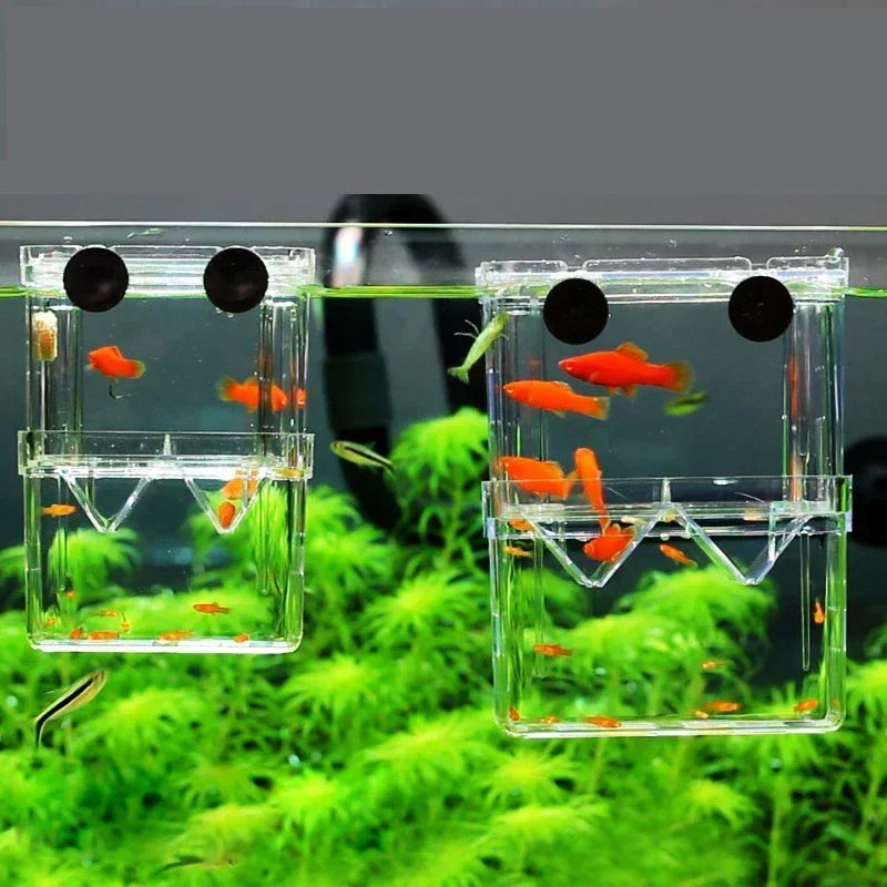 Acrylic Fish Breeder Box – Double Chamber Guppy Hatchery