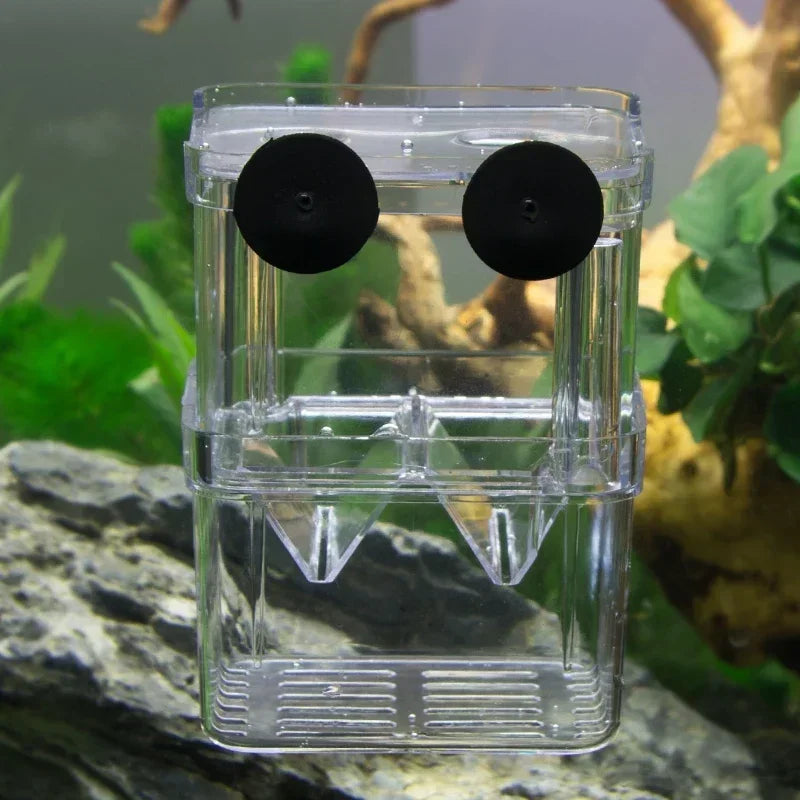 Acrylic Fish Breeder Box – Double Chamber Guppy Hatchery
