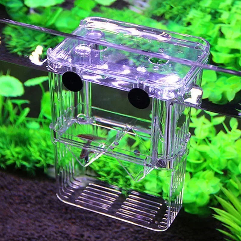 Acrylic Fish Breeder Box – Double Chamber Guppy Hatchery
